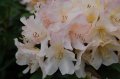 Rhododendron2